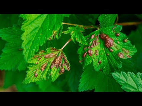 Видео: Как бороться с галовой тлей на черной смородине