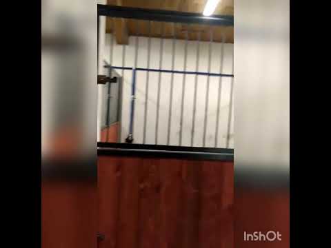 Видео: Недорогой денник для лошадей