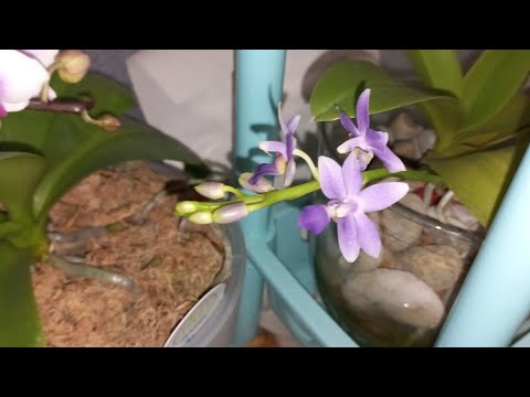 Видео: САМАЯ ДОРОГАЯ ОРХИДЕЯ РАДУЕТСЯ СПАСЕНИЕ/ У ВАС НЕ ПОЛУЧАЕТСЯ С ОРХИДЕЯМИ?ТОГДА ВАМ НА ЭТОТ КАНАЛ