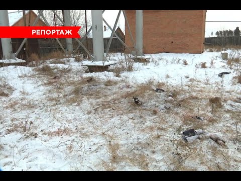 Видео: В Улан-Удэ очевидцы рассказали подробности нападения собак на ребенка