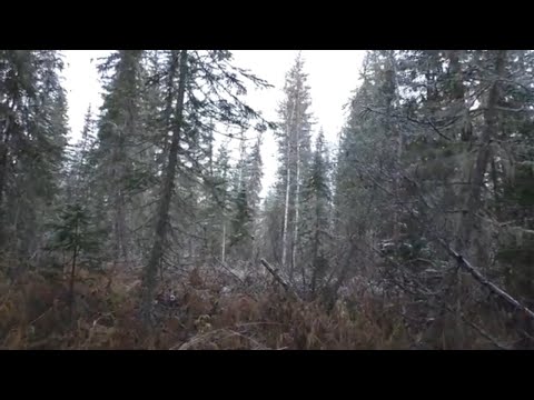 Видео: 13 Рыбалка в тайге Сибирь  Жили 10 дней  Идем по Красавице Тайге к месту падения Тунгусского Метеори