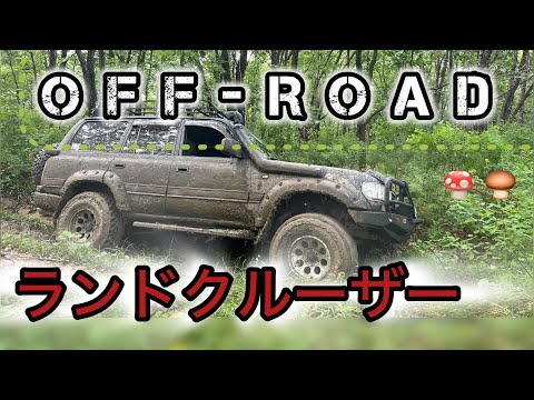 Видео: Прохватили по жесткому бездорожью на Land Cruiser 80 за грибами. #кукурузка #бездорожье #оффроад