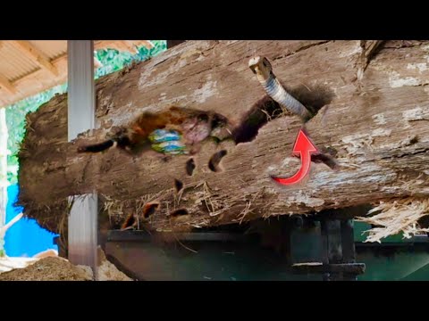 Видео: Очень красивый и удивительный завод по производству лесопилок