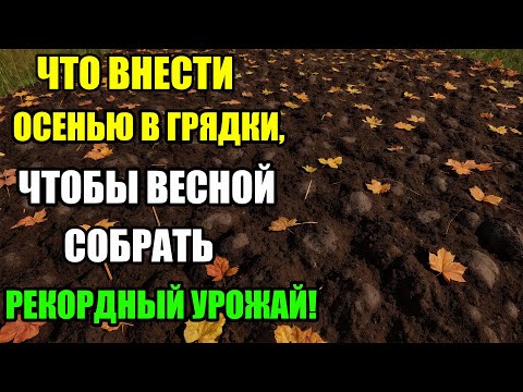 Видео: ЭТО ОСЕННЕЕ УДОБРЕНИЕ ДАСТ РЕКОРДНЫЙ УРОЖАЙ ВЕСНОЙ! ЧТО ВНЕСТИ В ГРЯДКИ ОСЕНЬЮ