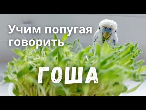 Видео: Учим попугая говорить Гоша
