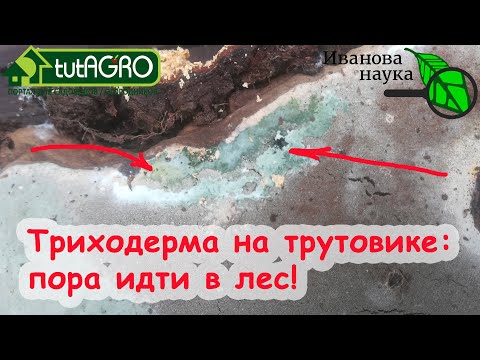 Видео: НАСТОЯЩАЯ ТРИХОДЕРМА на трутовиках ПРЯМО ИЗ ЛЕСА! Вот как ее обнаружить, отличить и использовать!