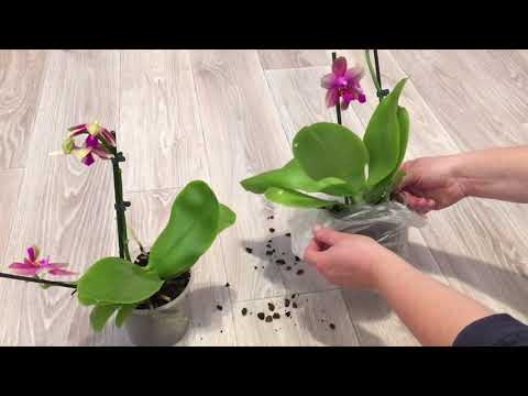 Видео: 💞Ароматная Орхидея Лиодоро (Phalaenopsis Liodoro " Sweet Memory "). Распаковка Долгожданной Посылки