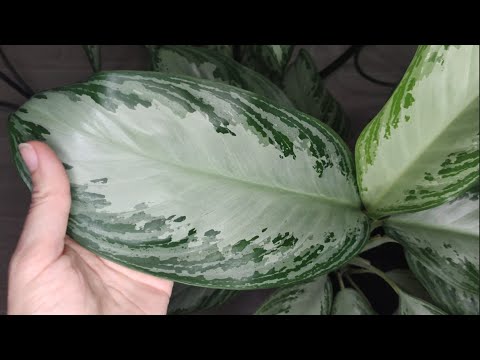 Видео: Аглаонема Сильвер Бэй. Особенности сорта, пересадка, размножение делением куста.