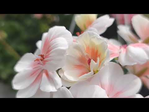 Видео: О чëм расскажет лист пеларгонии?