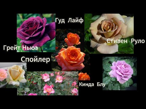 Видео: Парфюм де Рев,  Джоселин,  Гуд Лайф ,  Стивен  Руло , Грейт Ньюз,  Кинда Блу и другие !