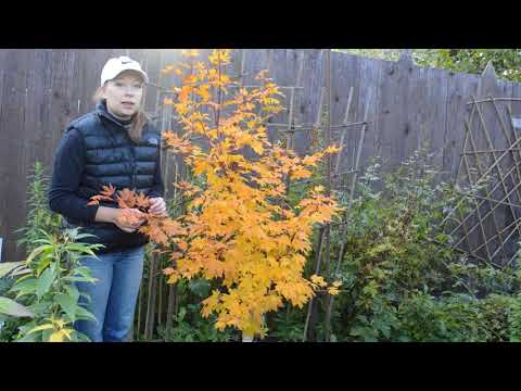 Видео: Осенние краски: клен ложнозибольдов