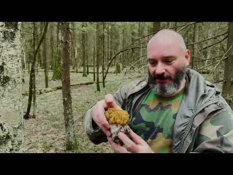 Видео: Прогулка в лес: строчок гигантский, саркосцифа, стробилюрус и мицена. Михаил Вишневский