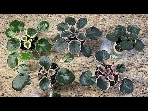 Видео: Африканские фиалки — пора ухаживать!