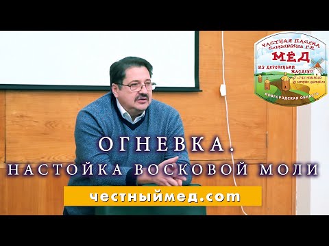 Видео: Огневка. Геннадий Семыкин о настойке восковой моли.