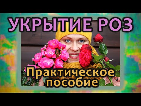 Видео: Укрытие роз на зиму. Практическое пособие.
