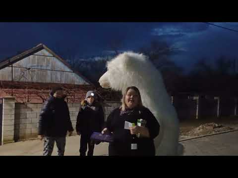 Видео: Мишка Север дарит праздник.