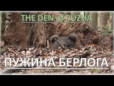 Видео: ПУЖА И ЕЕ БЕРЛОГА / PUZHA AND HER DEN