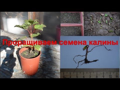 Видео: Размножение калины семенами. Стратификация семян калины