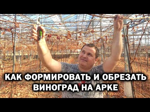 Видео: ПОШАГОВАЯ ФОРМИРОВКА И ОБРЕЗКА ВИНОГРАДА НА АРКЕ!