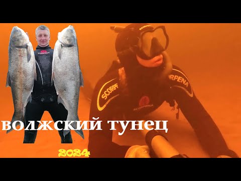 Видео: Подводная охота на толстолоба 2024