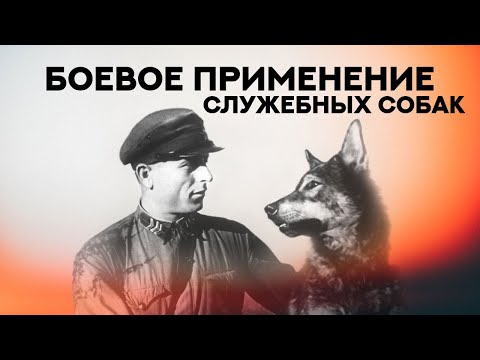 Видео: Боевое применение служебных собак. Fighting dogs. Service dogs.