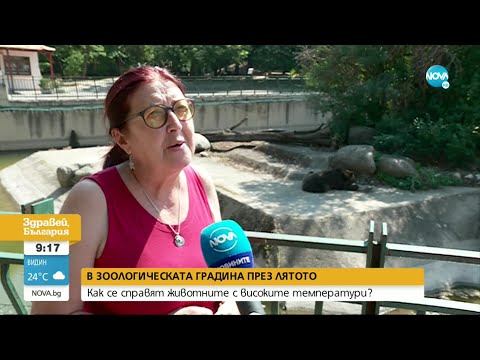 Видео: Как се справят животните в Софийския зоопарк с горещините - Здравей, България (28.07.2022)