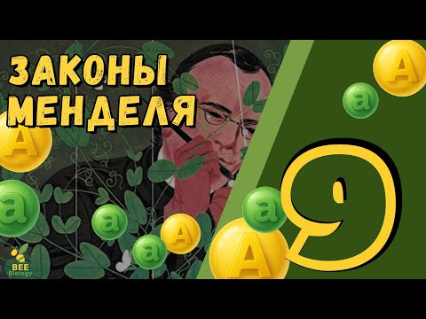Видео: Законы Менделя и решение задач