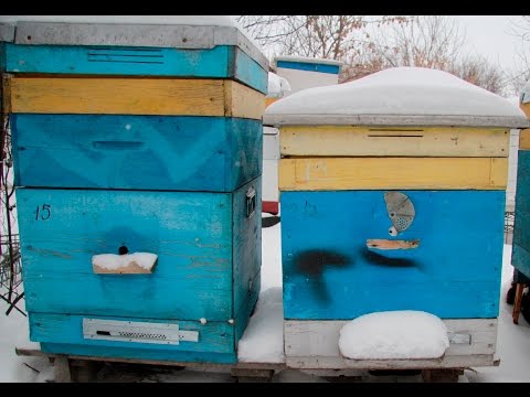 Видео: Где должен быть леток ?