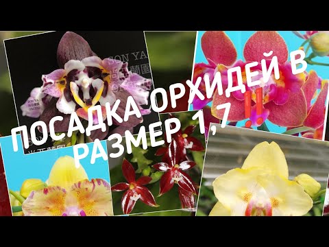 Видео: ПОСАДКА ОРХИДЕЙ В РАЗМЕР 1, 7 ‼️ ПОСАДКА ПОДРОСТКОВ ОРХИДЕЙ В ЗАКРЫТУЮ СИСТЕМУ.