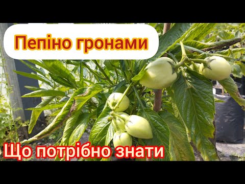 Видео: Пепіно Рамзес, процеси вирощування, об'єм горщика, грунт, полив.
