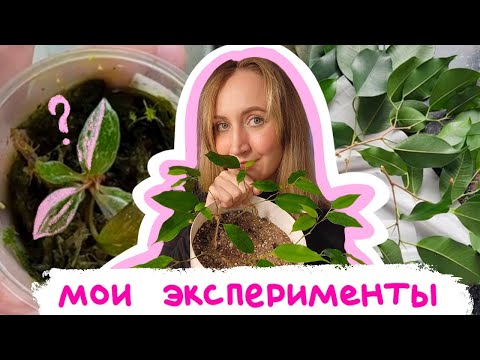 Видео: Мои ЭКСПЕРИМЕНТЫ с растениями | Сращивание фикусов | филодендрон розовая принцесса marble galaxy