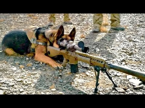 Видео: Эзнийхээ өшөөг авсан нохой