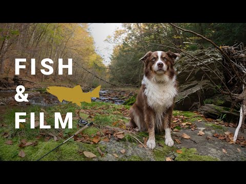 Видео: Рыба и кино — воспоминания о горной воде (сухие мушки, сухая капельница и дикая форель)