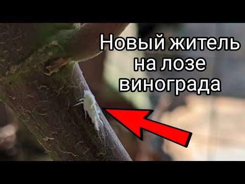 Видео: Кто такой? 🤔 Друг или вредитель? 😀 #виноград#вредители#сад#лоза#