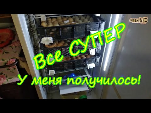 Видео: Инкубация куриных и перепелиных яиц в одном инкубаторе. Что из этого получилось?