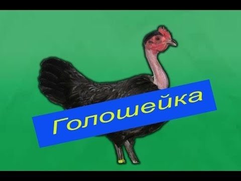 Видео: Голошейка (SASSO)! Мои впечатления за 2 года! ЦВетной Бройлер