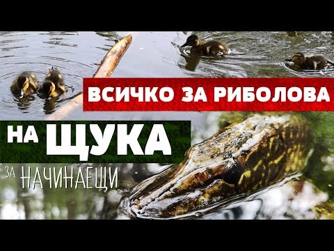 Видео: Спининг риболов на ЩУКА за начинаещи ОТ ДО !  Построяване на линията и видове примамки