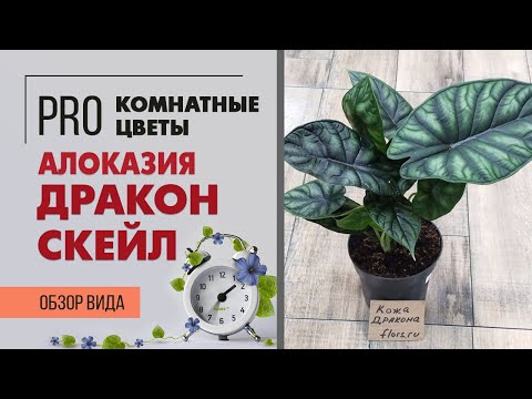 Видео: Алоказия Дракон Скэйл | Очень необычное растение | Обзор сорта алоказии