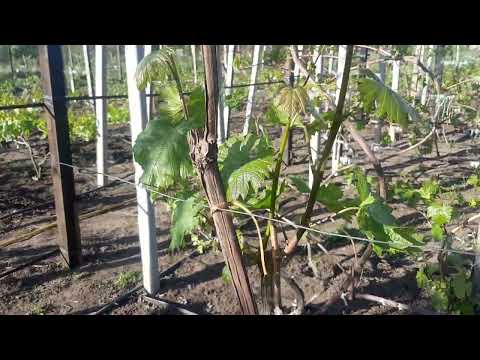 Видео: И еще пара моментов за прививки