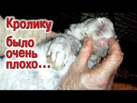 Видео: Кролику было очень плохо / Лечение воспаления, вскрытие абсцесса / The rabbit was very ill