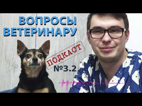 Видео: Вопросы ветеринару. Как следить за здоровьем собаки. Болезни собак и первая помощь животному.