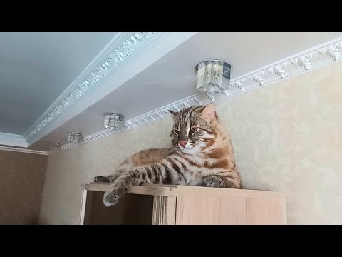 Видео: ДАЛЬНЕВОСТОЧНЫЙ КОТ КРАСИВО ЖИВЕТ И СЛАДКО СПИТ