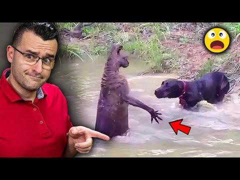 Видео: 13 СЛУЧАЯ, в които ЖИВОТНИ си избират ГРЕШЕН ОПОНЕНТ 🤭