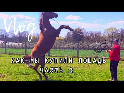 Видео: Как мы купили ЛОШАДЬ: часть 2