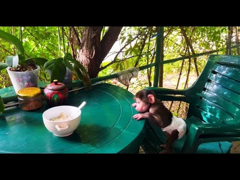 Видео: Люся учится ДОБЫВАТЬ СЕБЕ ЕДУ! Это совсем не просто!