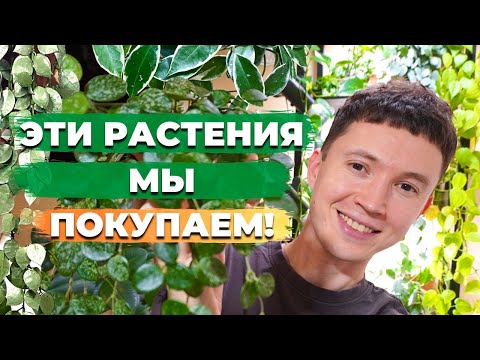 Видео: Обзор коллекции Хой » Классные и неприхотливые комнатные растения