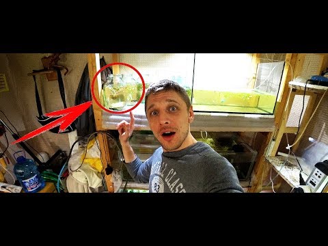 Видео: СТАРЫЙ ДЕДОВСКИЙ МЕТОД РАЗВЕДЕНИЯ РЫБОК!!!