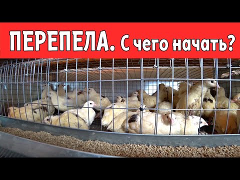 Видео: ПЕРЕПЕЛА \ С чего начать?