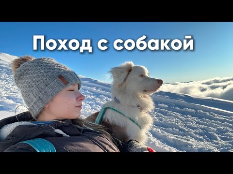 Видео: ПОХОД С СОБАКОЙ ПО СНЕЖНЫМ ГОРАМ, Альпика, красная поляна, Роза хутор 2024
