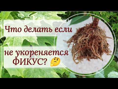 Видео: Разможаем фикус Амстел Кинг воздушными отводками!